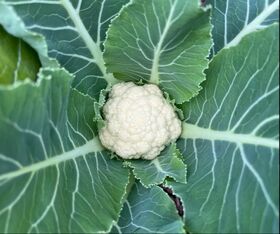 White Cauliflower head starting to grow in the middle of the leaves 