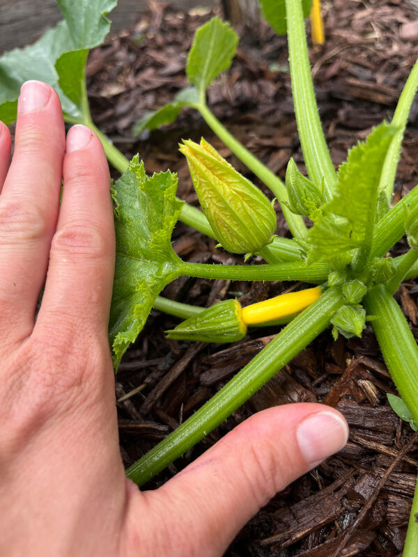 A tiny, baby yellow summer squash, with hand for scale